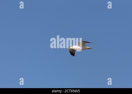 Lesser Black-backed Gull (Larus fuscus) in flight over the East Frisian island and wildlife sanctuary Memmert, Germany. Stock Photo