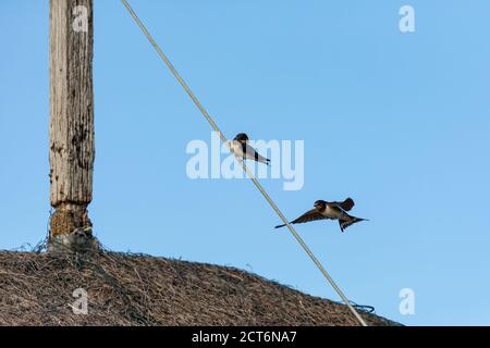 Barn Swallows (Hirundo rustica) on East Frisian island and wildlife sanctuary Memmert, Germany. Stock Photo