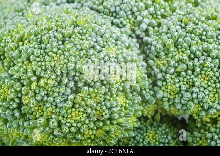 Texture of fresh green broccoli, close up, macro, background. Stock Photo