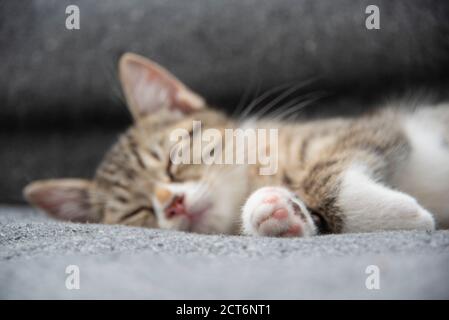 Close-up portrait of a sleeping cute tabby kitten lying on a grey sofa at home. Focus is on single front paw, with cat out of focus. Stock Photo