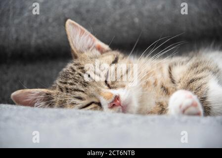 Portrait of a sleepy young tabby kitten lying on a grey sofa at home. Stock Photo