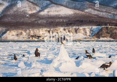 Steller's sea eagle and White-tailed eagles congregate on the drift ice near the coast of Rausu in Shiretoko National Park, Hokkaido, Japan Stock Photo