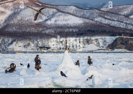 Steller's sea eagle and White-tailed eagles congregate on the drift ice near the coast of Rausu in Shiretoko National Park, Hokkaido, Japan Stock Photo