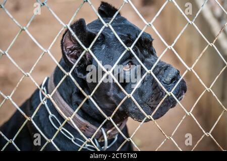 Rescued stray dog in dog care center behind the cage in Phuket, Thailand. Phuket, Thailand - March 28 2017. Stock Photo