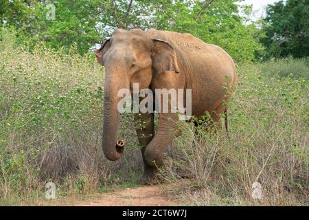Asian Elephant (Elephas maximus), adult walking in short vegetation,  Yala, Sri Lanka, 24 August 2019