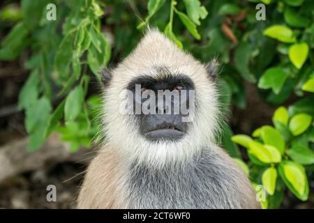 Tufted Gray Langur (Semnopithecus priam), adult sitting in a tree, Yala, Sri Lanka, 27 August 2019 Stock Photo