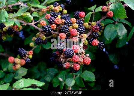blackberries in various stages of ripening on bush Stock Photo