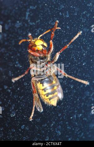 European hornet (Vespa) seen from below, in close-up through a window Stock Photo