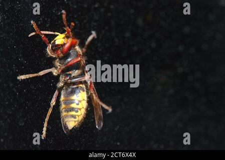 European hornet (Vespa) seen from below, in close-up through a window Stock Photo