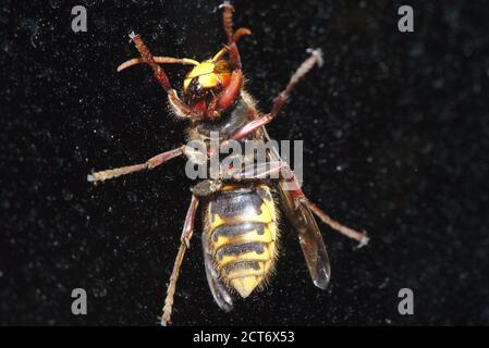 European hornet (Vespa) seen from below, in close-up through a window Stock Photo