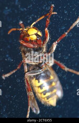 European hornet (Vespa) seen from below, in close-up through a window Stock Photo