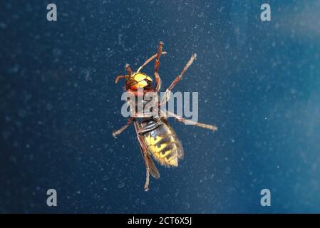 European hornet (Vespa) seen from below, in close-up through a window Stock Photo