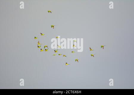 A group of rose ringed parakeet flying Stock Photo