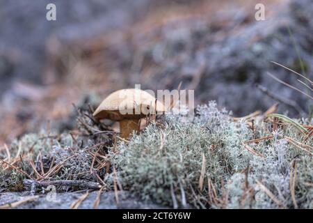 small mushrooms, edible brown mushrooms in lichen, deer moss. High quality photo Stock Photo