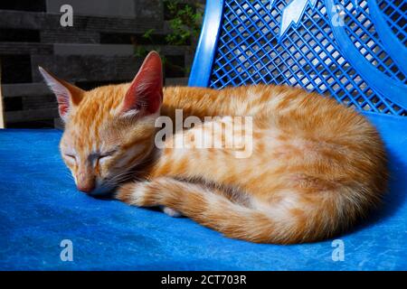 a close view of orange striped kitten sun bathing on blue chair in morning Stock Photo