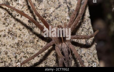 nursery web spider in macro Stock Photo