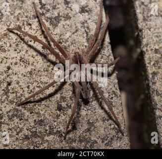 nursery web spider in macro Stock Photo