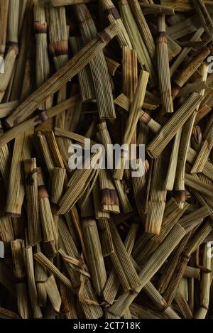 macro close up Equisetum arvense “ horse tail “ dry plant, selective focus, tea Stock Photo