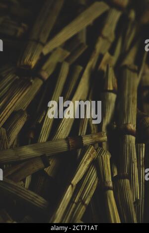 macro close up Equisetum arvense “ horse tail “ dry plant, selective focus, tea Stock Photo