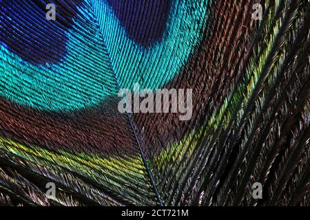 Macro close up of feather, peacock Stock Photo