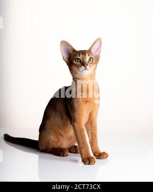 Studio Cat Portrait of young Abyssinian Kitten on white background Stock Photo