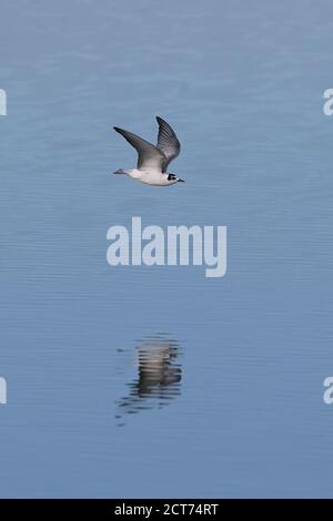 White Winged Black Tern Winter Plumage In Flight Stock Photo Alamy white-winged-black-tern-winter-plumage-in-flight-stock-photo-alamy