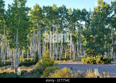 Quaking Aspens, Pando Clone, also known as Trembling Giant, Clonal colony of an individual male quaking aspen. Stock Photo