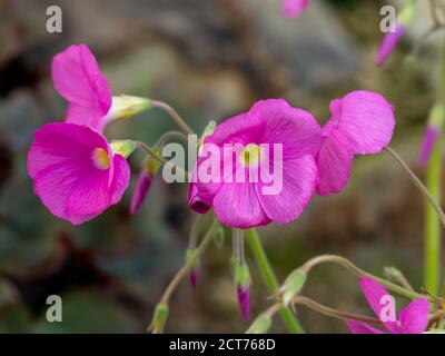 Lovely pink flowers of the alpine plant Oxalis purpurea bowiei or wood sorrel Stock Photo