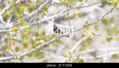 American Redstart (Setophaga ruticilla) Perched in a Tree During Migration Through Colorado Stock Photo