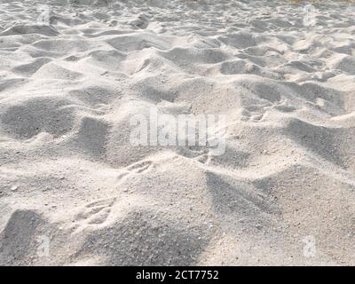 Sandy beach dune with seagull footprints. White fine soft sand with seashell fragments. Stock Photo