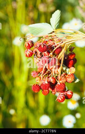 Strawberry berries, just picked from the bushes, close-up. Healthy food