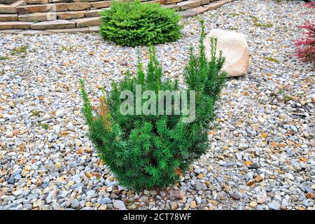 Photo of young plant of Hicks Yew (Taxus 'Hicks') - ornamental perennial evergreen conifer for landscape design of park or garden. Landscaping, garden Stock Photo