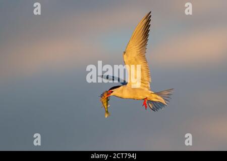 Common tern flying in the air in springtime nature. Stock Photo