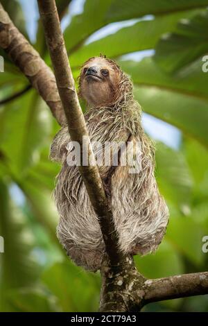Brown-throated three-toed sloth (Bradypus variegatus) in rainforest habitat, Costa Rica