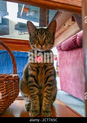 Portrait view of a cute young gray stripe tabby kitten standing under a living room glass and wood coffee table, with curious eyes. Stock Photo