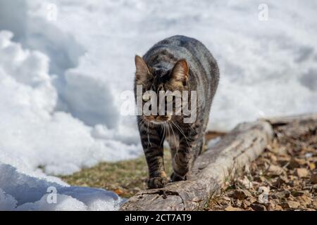 Close low angle view of a gray domestic tabby cat outdoors, surrounded by heavy white snow, walking towards the camera. With copy space. Stock Photo