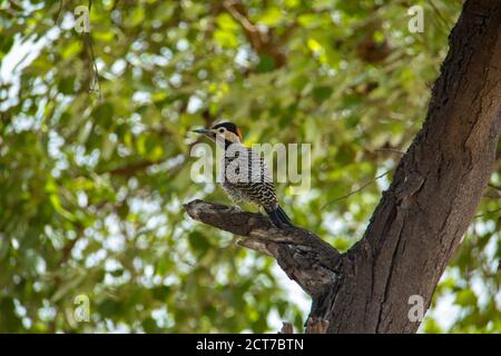 Green-barred woodpecker perched on a tree branch Stock Photo