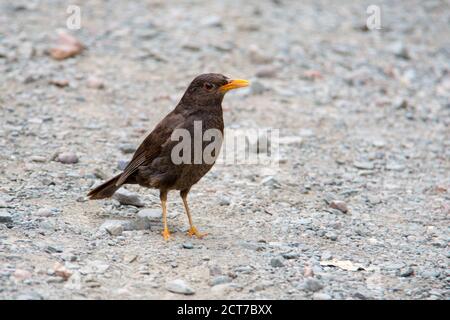 The Chiguanco thrush (Turdus chiguanco) is a species of bird in the family Turdidae. It is found in Ecuador and the Altiplano. Its natural habitats ar Stock Photo