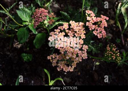 Yarrow - Achillea Appleblossom - with small pink flowers, growing in dappled light in a rural flower garden Stock Photo