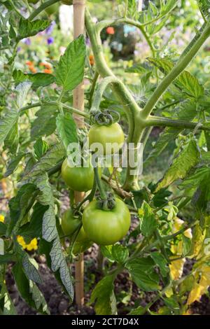 Green unripe Ferline tomatoes grow on the vine of an indeterminate tomato plant in a rural allotment. Solanum lycopersicum L. Stock Photo