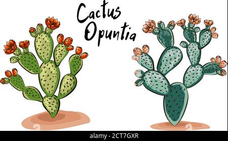 Set of banners with hand drawn prickly pear, sketch style vector illustration isolated on white background. Wild floral exotic tropical plant. Black a Stock Vector