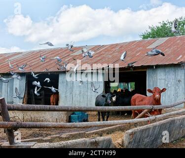 A flock of pigeons burst into the air as two cows (one brown, the other black) walk towards the camera in large pen outside of a barn. The roof of the Stock Photo