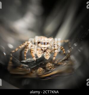 jumping wolf spider close up view looking into the camera , taking images in the garden during corona, covid-19 times, frankfurt, germany Stock Photo