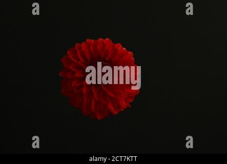 Close up of an unknown round single flowering red dahlia against a dark grey background. Stock Photo
