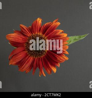Close up of a single copper brown sunflower seen against a dark grey background. Stock Photo