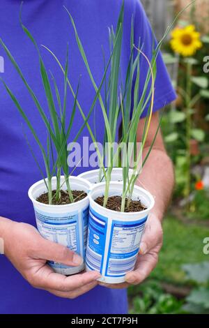Allium porrum 'Crusader' leek plants. Young leek plants ready for planting out in late summer. UK Stock Photo