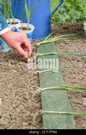 Allium porrum 'Crusader' leek plants. Young leek plants spaced for planting into deep holes before watering in. Stock Photo