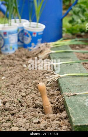 Allium porrum 'Crusader' leek plants.Young leek plants spaced for planting into deep holes before watering in. Stock Photo