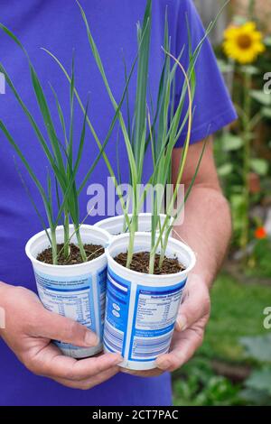 Allium porrum 'Crusader' leek plants. Young leek plants ready for planting out in late summer. UK Stock Photo