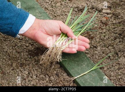 Allium porrum 'Crusader' leek plants. Preparing to planting out young leek plants into deep holes before watering in. Stock Photo